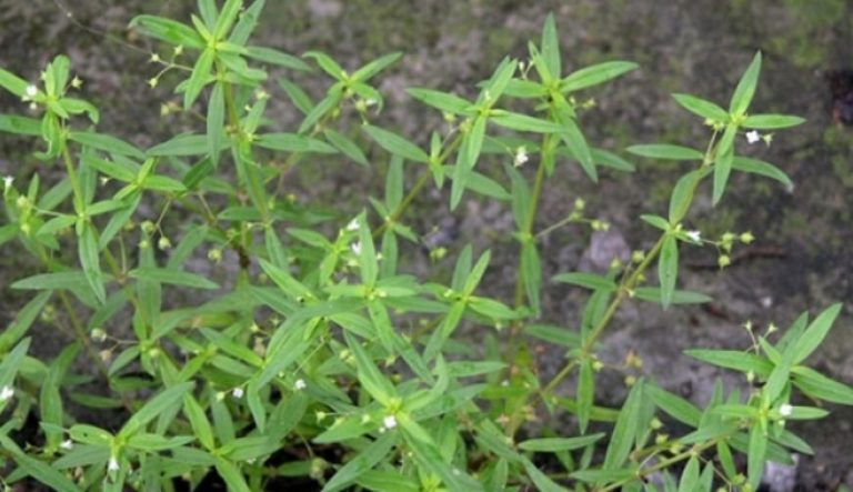 Rumput Lidah Ular (Latin: Hedyotis Corymbosa) /Ist.