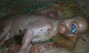Geger, Lihat Kambing Bermata Depan