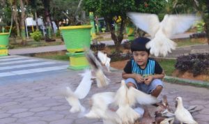 Merpati, Mainan Baru di Taman Bunga