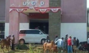 Eeeh…Rumah Sakit Waru Pamekasan Berubah Jadi Pasar Sapi