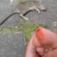 Digigit Tikus