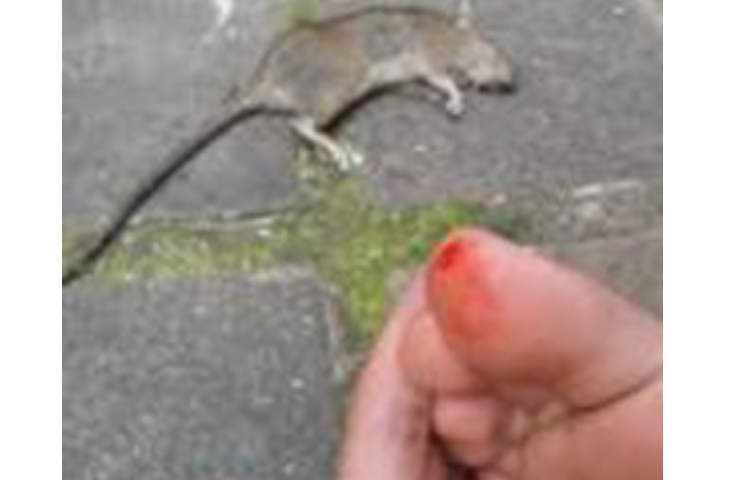 Digigit Tikus