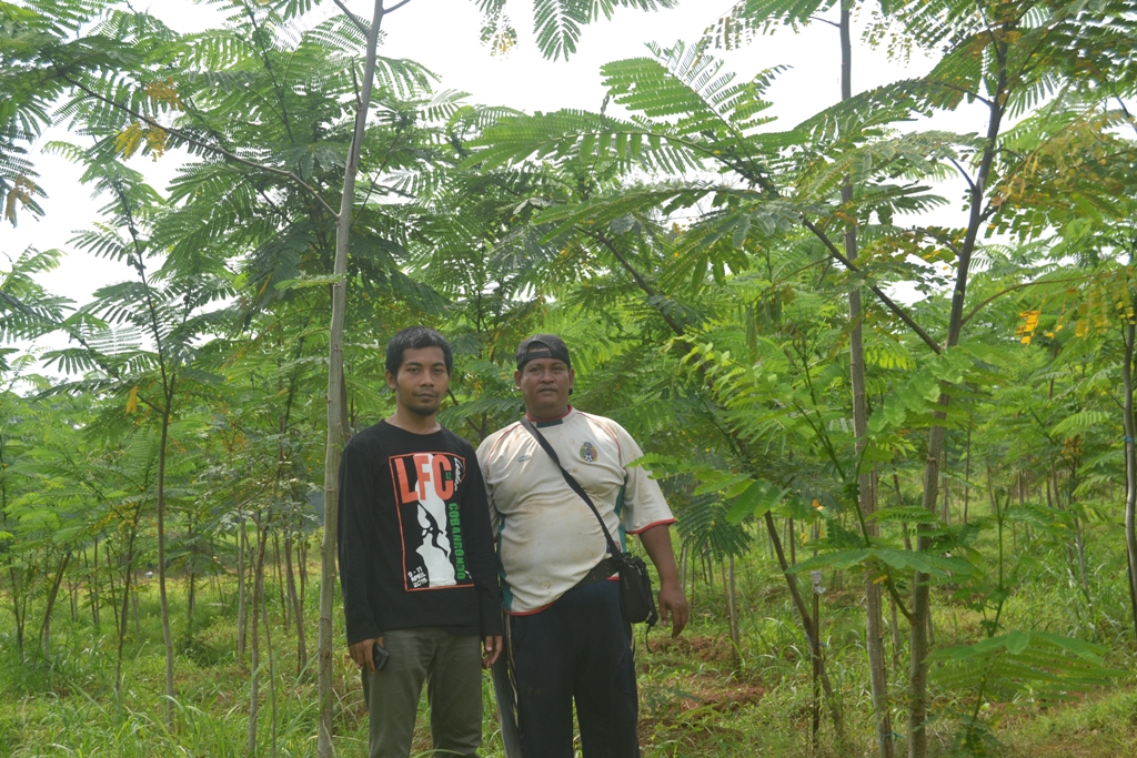 Ra Hasan bersama wartawan Mata Madura di sekitar pohon Sengonnya yang masih berusia 6 bulan. (Foto/Aliman Mata Bangkalan)