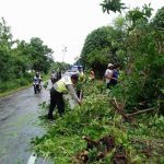 Cuaca Ekstrem, Banyak Pohon Tumbang di Bangkalan