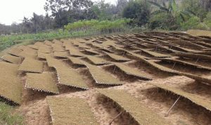 Cuaca Membaik, Harga Tembakau Montorna Sumenep Mulai Tembus Rp 50-55 Perkilo