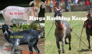 Di Sapudi, Ada Kambing Seharga Rp 20 Juta