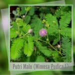 Putri Malu; Bukan Lagi Rahasia Lelaki Jantan
