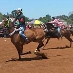 Aksi Heroik Joki Balap Kuda Traditional Bangkalan