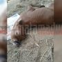 Terlahir Aneh, Anak Sapi Milik Warga Nyabakan Timur Batang-Batang Jadi Tontonan Warga