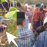 Heboh!! Warga Dharma Camplong Temukan Bayi Yang Dibuang di Sela Mangrove