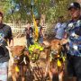Sapi Kerap Gladiator