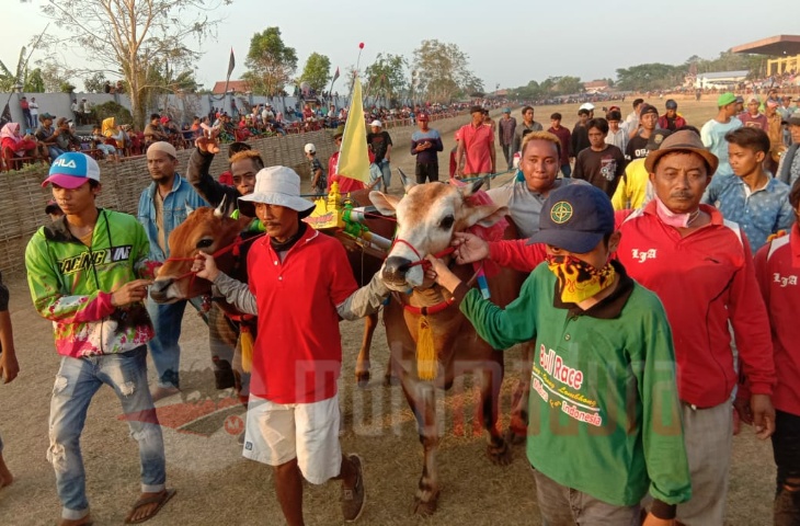 Lomba Karapan Sapi Tingkat Kabupaten Bangkalan