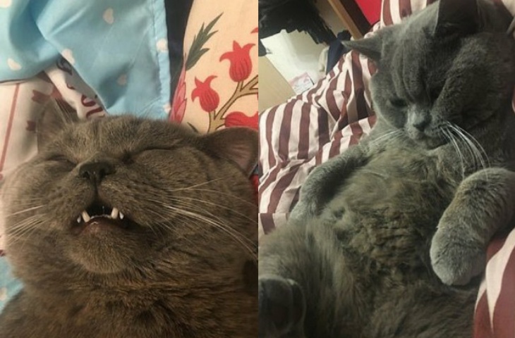 Xiaopi, kucing Rusia di Cina milik Zhao yang diinfus