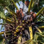 Pemuda Naik Pohon Siwalan, Ngaku Dihalangi Jin
