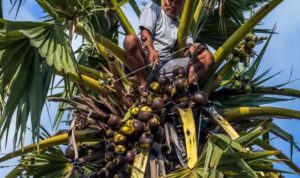 Pemuda Naik Pohon Siwalan, Ngaku Dihalangi Jin