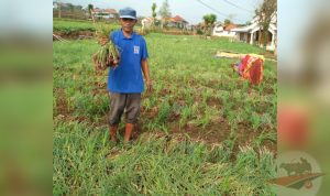 Kisah Petani Batumarmar; Dari Tembakau Beralih ke Bawang Merah