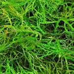 Cerita Inovasi Rumput Laut di Desa Aeng Dake Bluto Jadi Bahan Es Krim