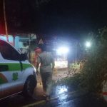 Pohon Tumbang Menutupi Separuh JL Raya Saronggi Sumenep