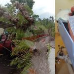 Pohon Kenari Tumbang Timpa Dua Pengendara, Satu Korban Dilarikan ke RSUD Bangkalan