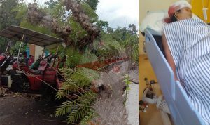 Pohon Kenari Tumbang Timpa Dua Pengendara, Satu Korban Dilarikan ke RSUD Bangkalan