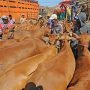 Sapi Madura