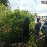 Warga Buluh Tebang Pohon, Hadang Upaya Pembukaan TPA secara Paksa