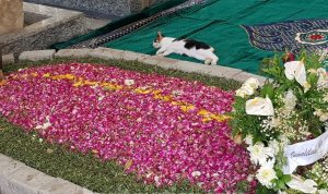 Ketika Kucing-Kucing Peliharaan Gus Sholah ‘Merasa Kehilangan’