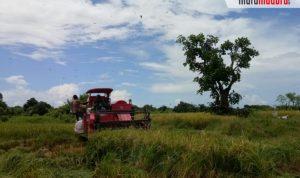 Pandemi Virus Corona, Tidak Menghalangi Petani Sumenep Panen Padi, Jagung dan Bawang Merah