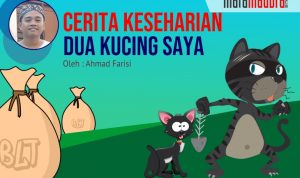 Cerita Keseharian Dua Kucing Saya