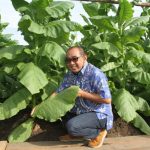 Arif Afandi Bercerita Tembakau Cerutu di Jember