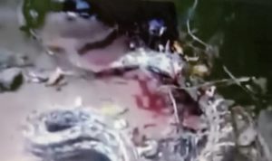Remaja di Bombana Tewas Dimangsa Ular Piton 7 Meter