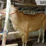 Ternyata Ada 3 Pelaku dalam Kasus Pencurian Sapi di Gapura, Ini Dia Dua Pelaku yang Belum Ditangkap