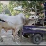Sapi Kurban Ngamuk dan Patahkan Jari Petugas
