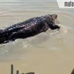Video Viral Buaya di Lahan Pegaraman Nambakor, Hoaks. Berikut Faktanya