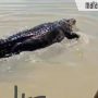 Video VIral Buaya