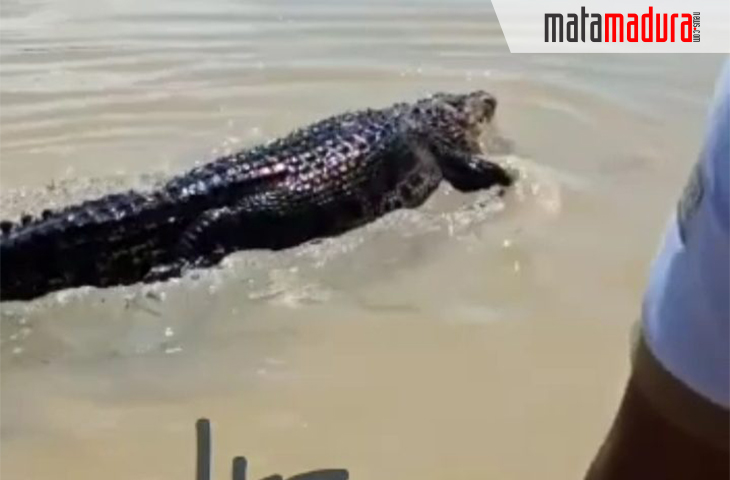 Video VIral Buaya