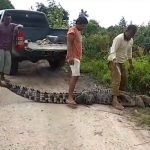 Buaya Sepanjang 3,3 Meter Nyaris Terkam Anak-Anak