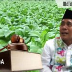 Perda Tembakau Hanya Menguntungkan Pengusaha, Anggota Komisi II DPRD Sumenep Minta Revisi