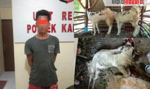 Sikat 3 Ekor Kambing, Warga Kalianget Timur Diserahkan ke Polisi