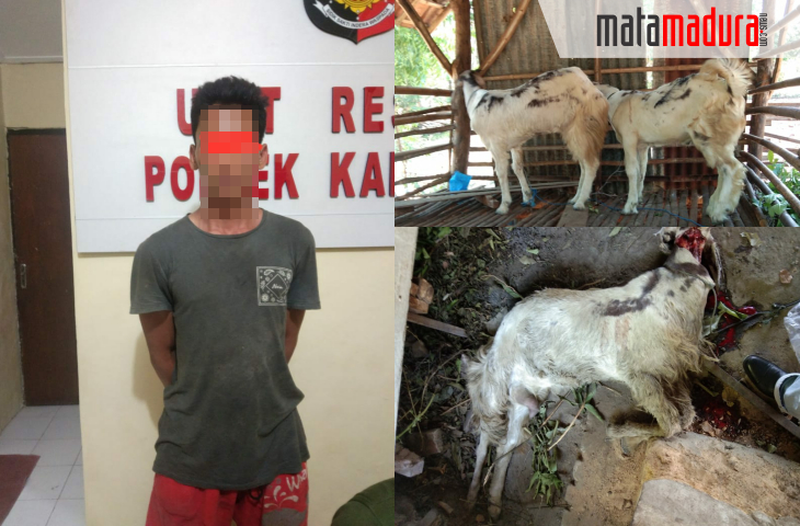 Pencuran Kambing