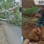 Pohon Tumbang