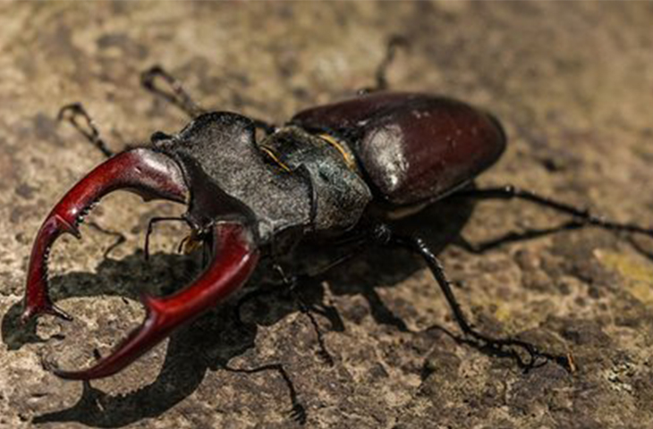 Kumbang rusa. ©Pixabay