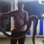 Ular Piton 3,5 Meter Ditemukan Polisi di Jembatan Tangkel Suramadu