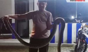 Ular Piton 3,5 Meter Ditemukan Polisi di Jembatan Tangkel Suramadu