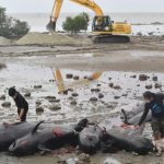 ITS Jelaskan Penyebab Puluhan Paus Terdampar di Pantai Modung Bangkalan