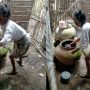Nenek di Pamekasan Tidur di Samping Sapi