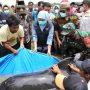 Paus Terdampar di Perairan Modung Bangkalan