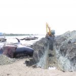 51 Ikan Paus Dikubur di Pantai Modung Bangkalan. 1 Ikan Paus Berhasil Dilepas