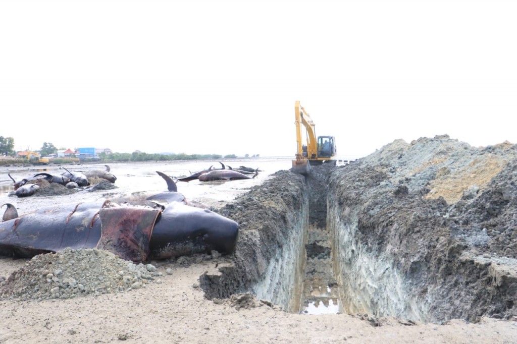 51 Ikan Paus Berhasil Dikubur di Pantai Modung Bangkalan