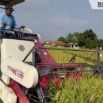 Panen Raya, 14 Bulan Stok Pangan di Bangkalan Aman